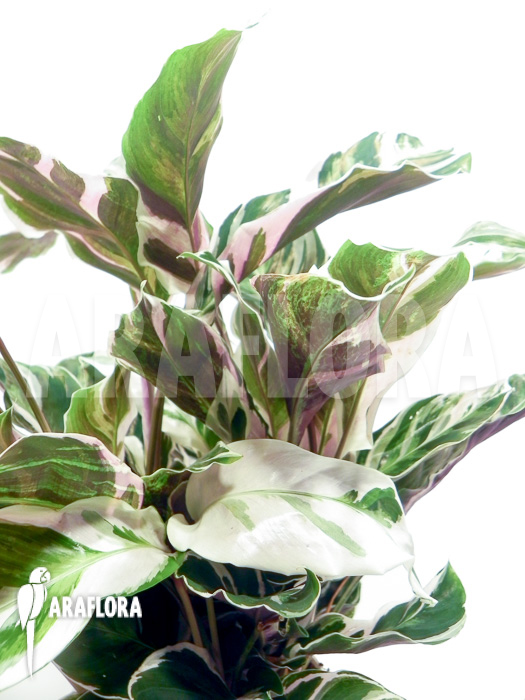 Calathea ‘White Fusion’