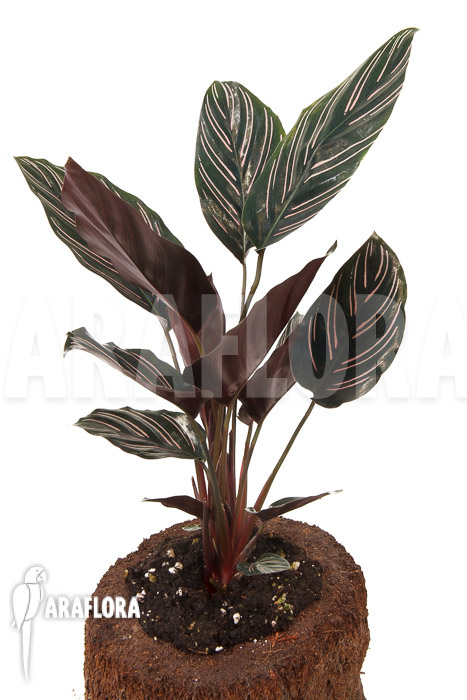 Calathea ornata ‘Sanderiana’