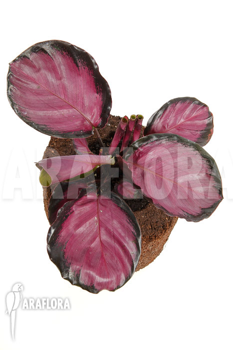 Calathea roseopicta ‘Rose’