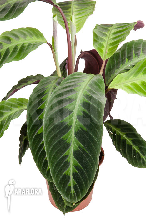 Calathea warscewiczii