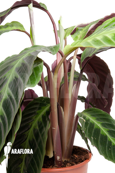Calathea warscewiczii