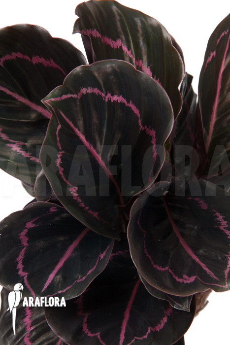Calathea x Dottie ‘L’