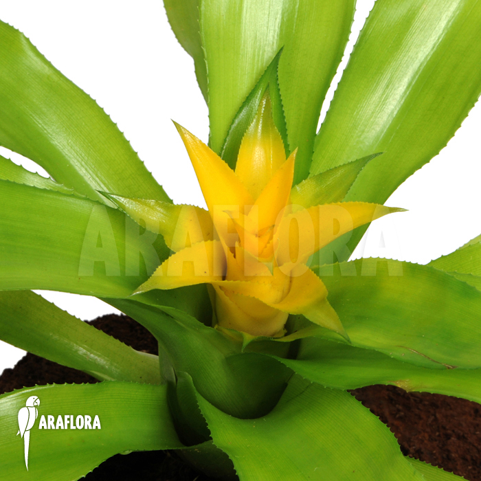 Canistropsis billbergioides cv citron