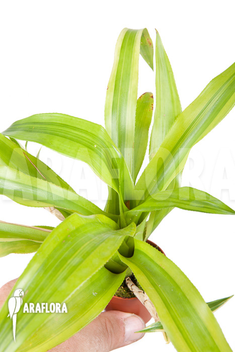 Canistropsis billbergioides variagated