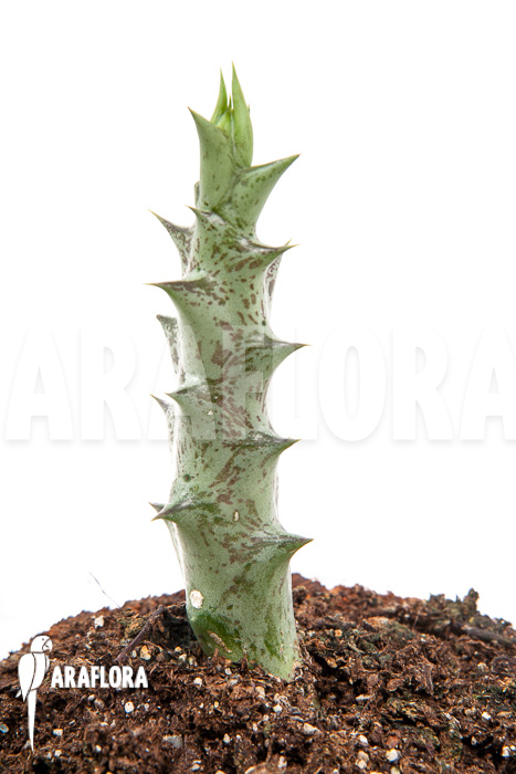 Caralluma hesperidum