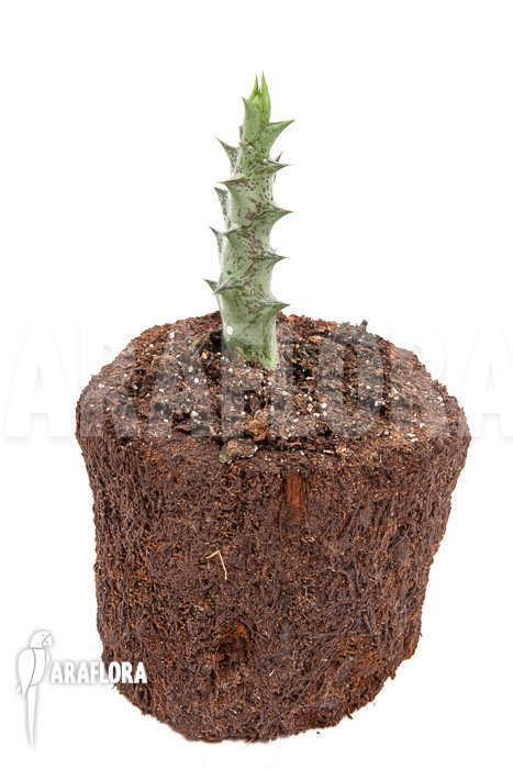 Caralluma hesperidum