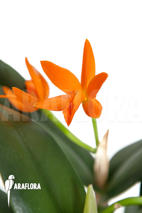 Cattleya aurantiaca hyb Orange