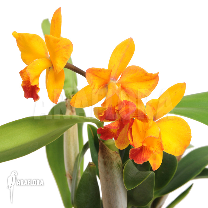Cattleya ‘orange passion’