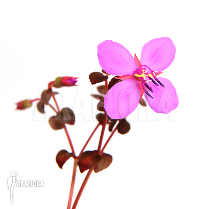 Centradenia floribunda