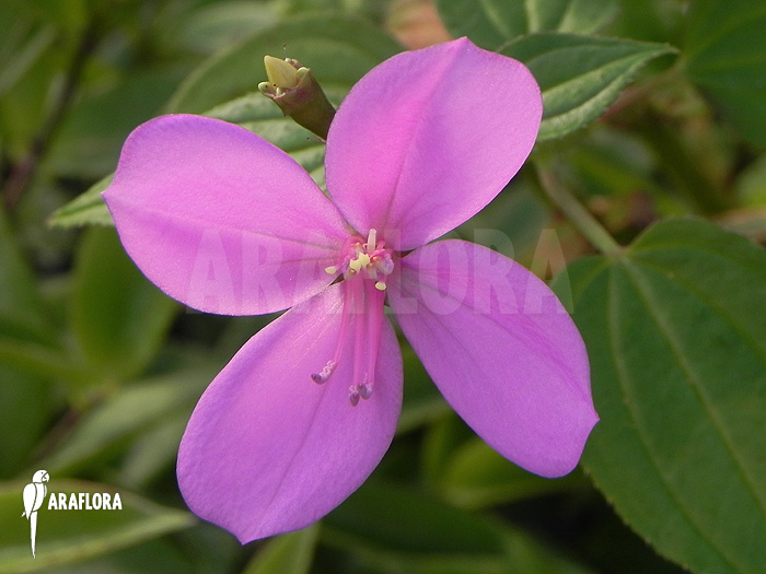 Centradenia floribunda