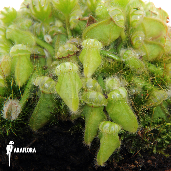 Cephalotus follicularis ‘M’