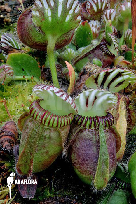 Cephalotus follicularis ‘XL’