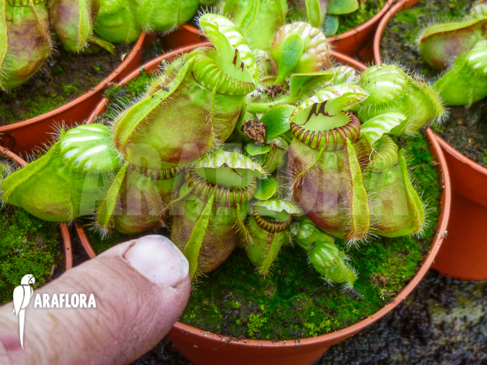 Cephalotus follicularis ‘XL’