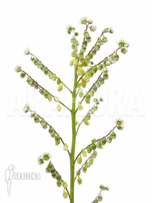 Cephalotus follicularis flower