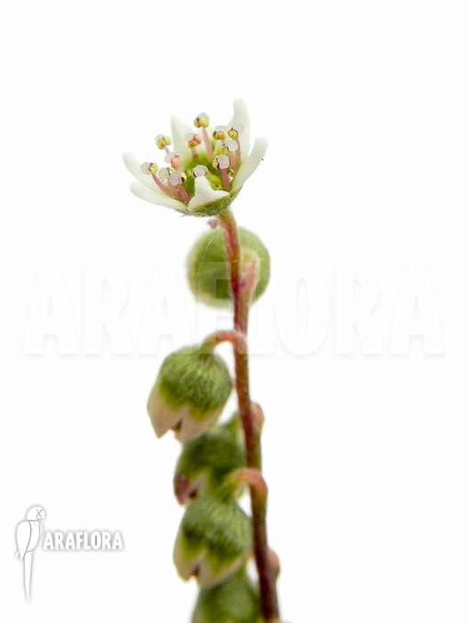 Cephalotus follicularis flower