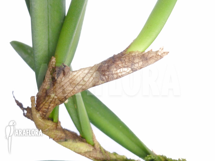 Ceratostylis retisquama ‘Rubra’