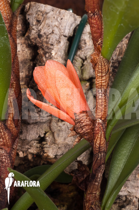 Ceratostylis retisquama ‘mounted’