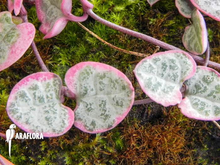 Ceropegia linearis subs woodii variegata