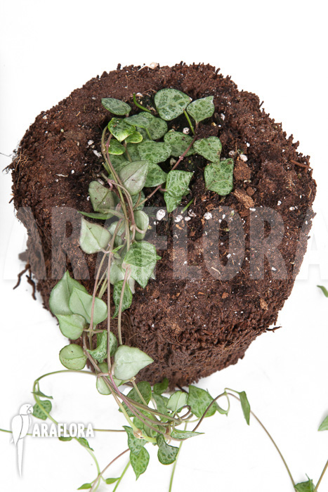 Ceropegia ‘mini star’