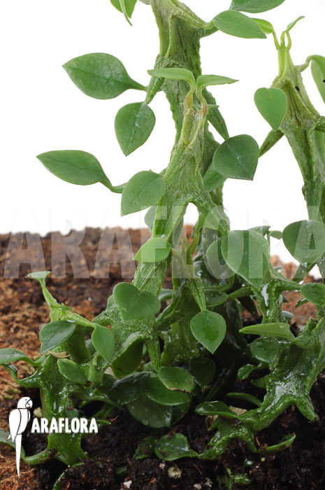 Ceropegia-woodii-ssp-Simoneae-6