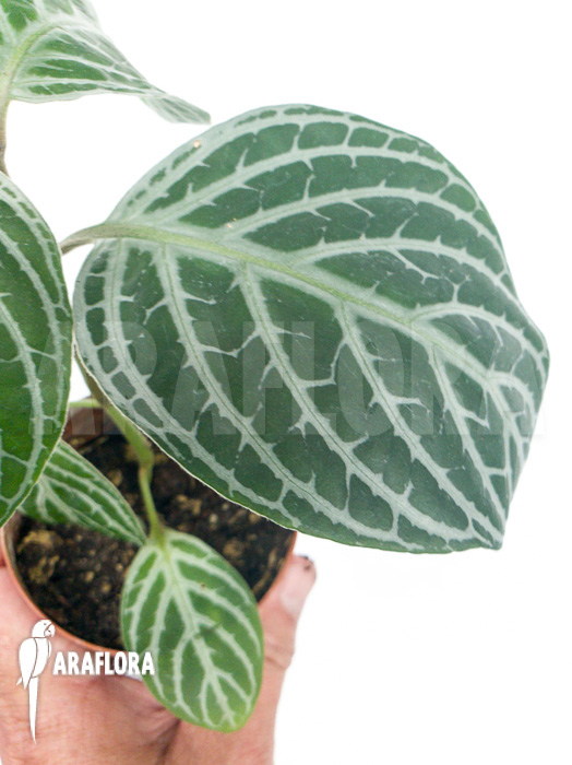 Chamaeranthemum venosum