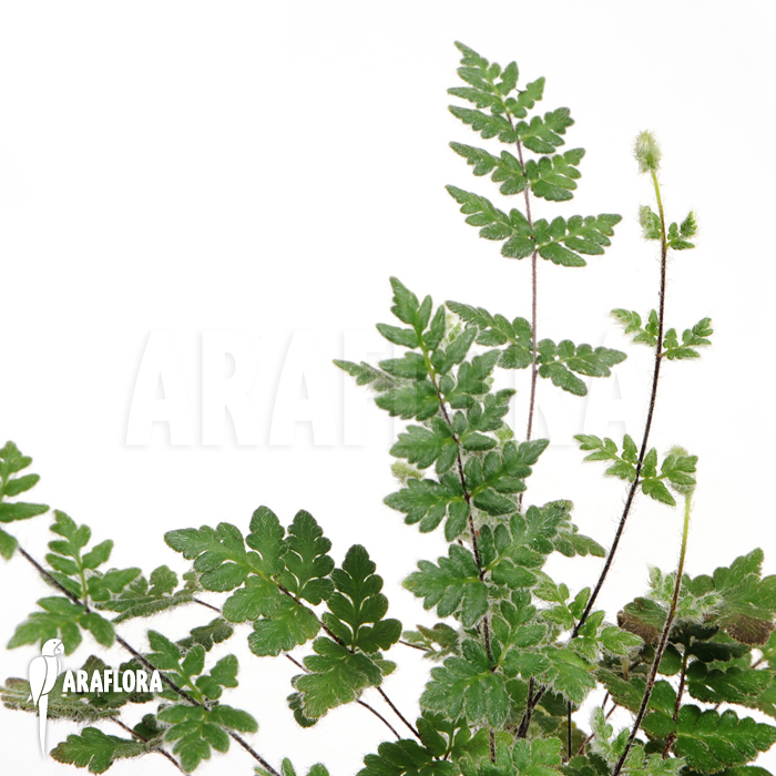 Cheilanthes wootonii