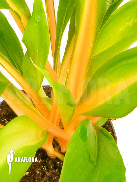 Chlorophytum amaniense