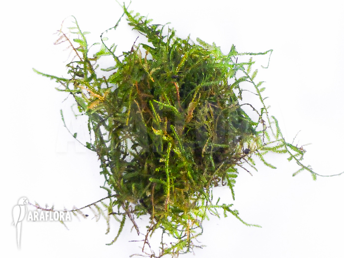 Vesicularia montagnei ‘Christmas moss’