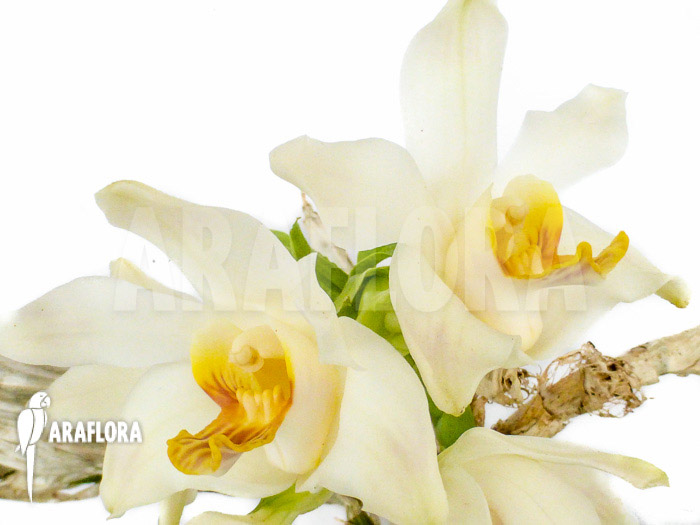 Chysis bractescens flower