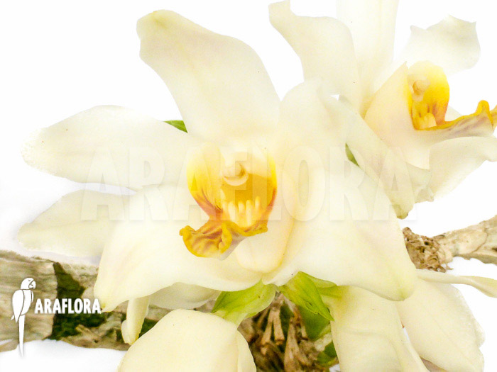 Chysis bractescens flower