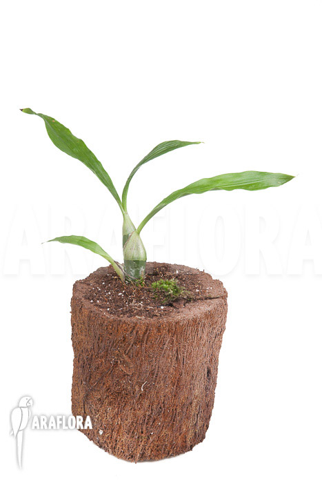 Chysis tricostata ‘starter’