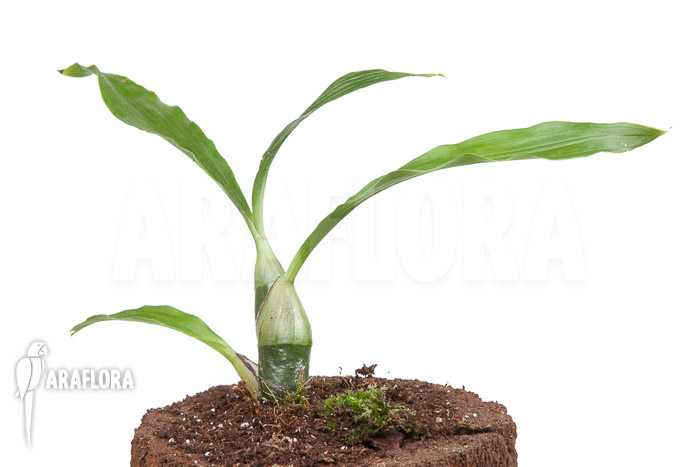 Chysis tricostata ‘starter’