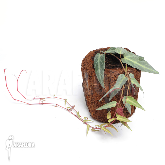 Cissus amazonica ‘M’