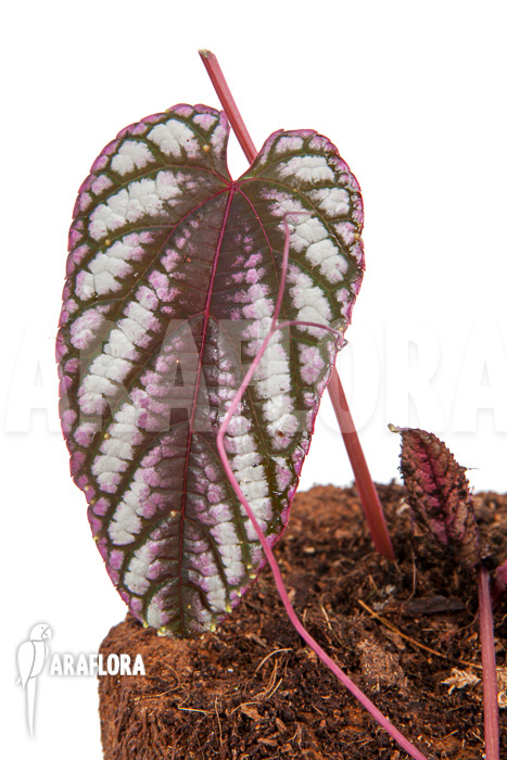 Cissus discolor ‘Starter’