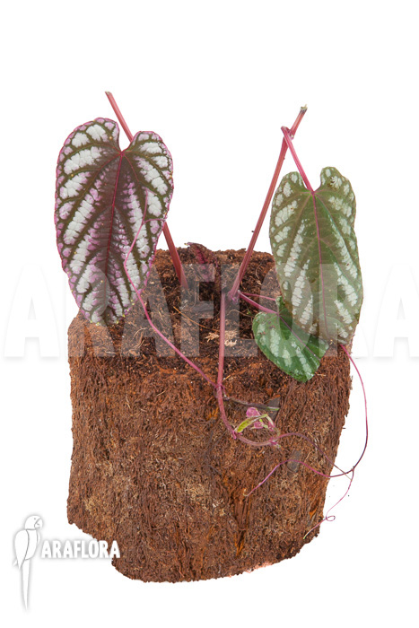 Cissus discolor ‘Starter’