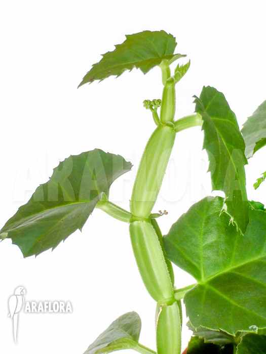 Cissus quadrangularis ‘Starter’