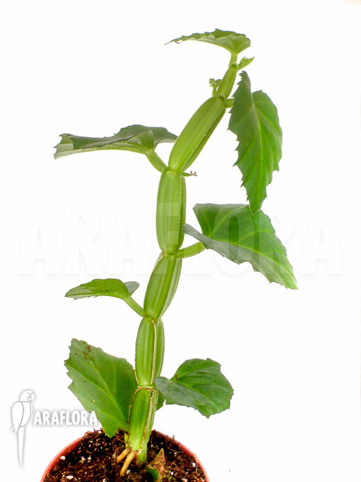 Cissus quadrangularis ‘Starter’