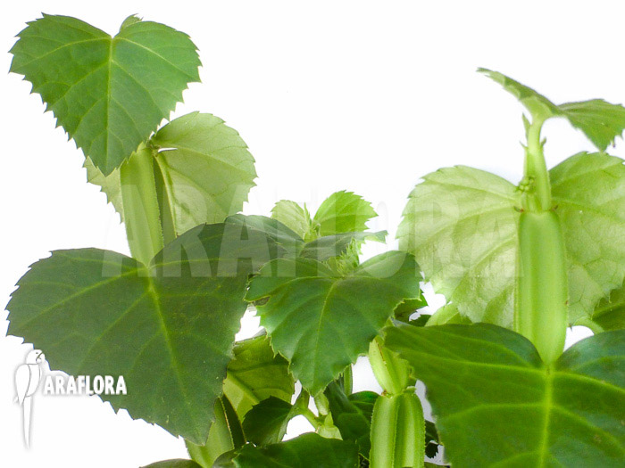 Cissus quadrangularis ‘Starter’