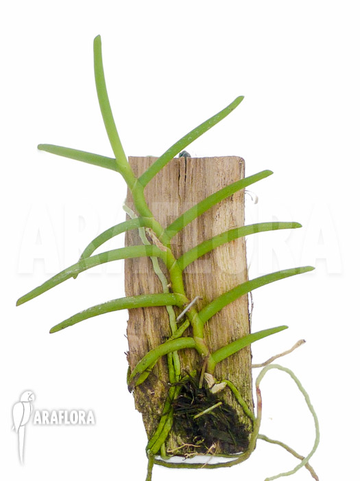 Cleisostoma arietinum