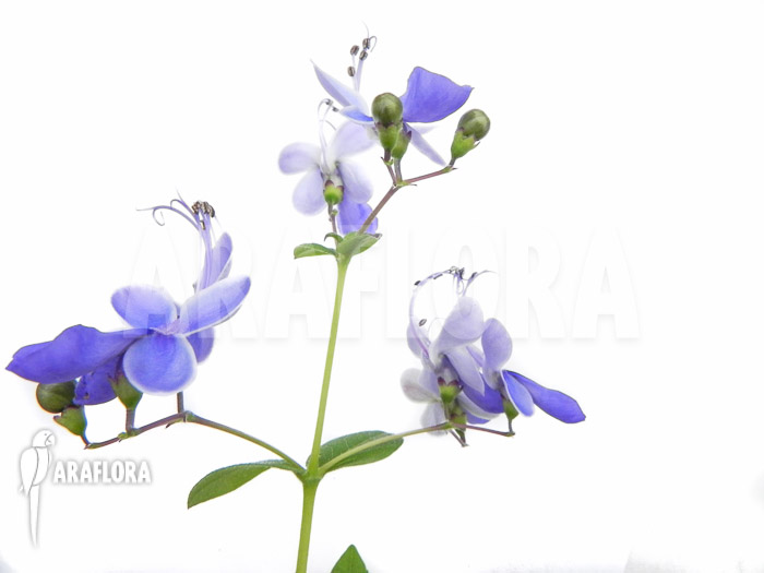 Clerodendrum ugandense