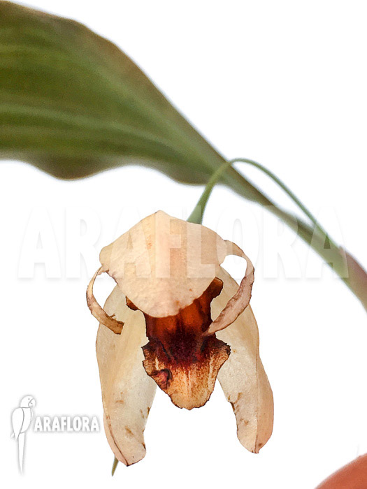 Coelogyne usitana x salmonicolor