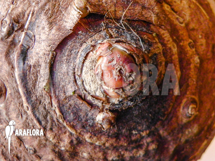 Colocasia esculenta root
