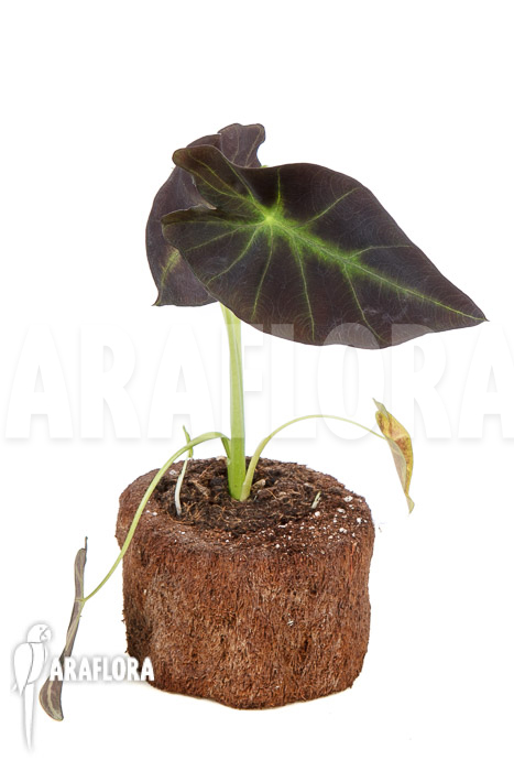 Colocasia x ‘Black Magic’ starter