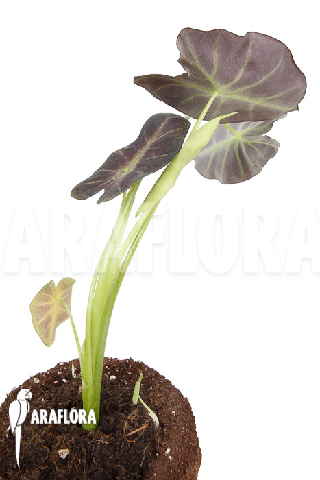 Colocasia x ‘Black Magic’ starter