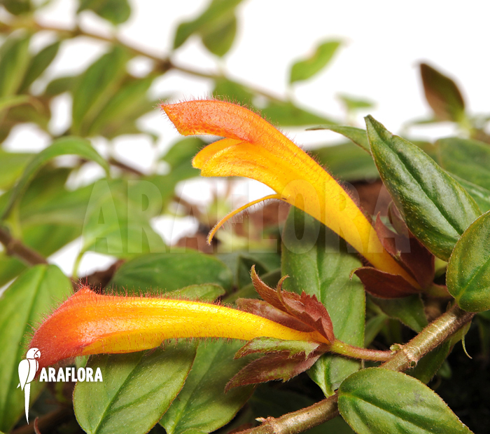 Columnea x ‘Carnival’