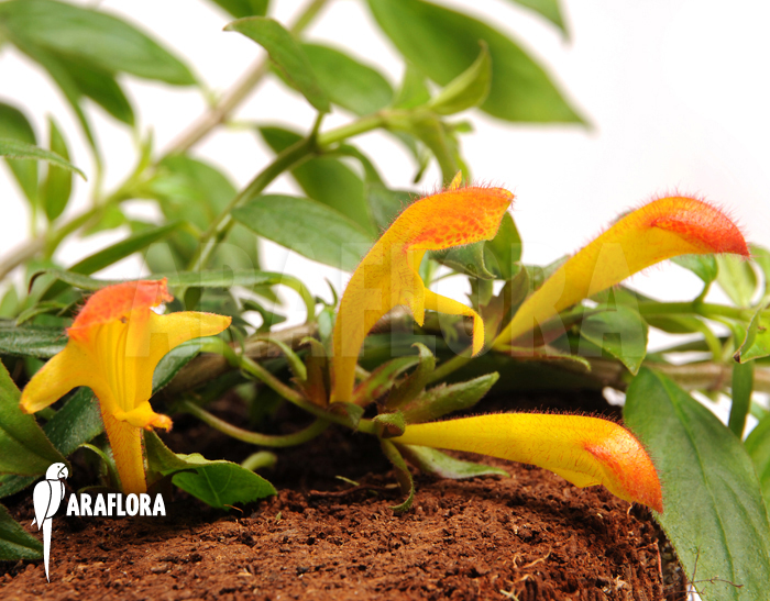 Columnea x ‘Carnival’