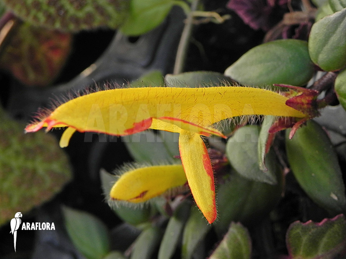 Columnea x ‘Carnival’