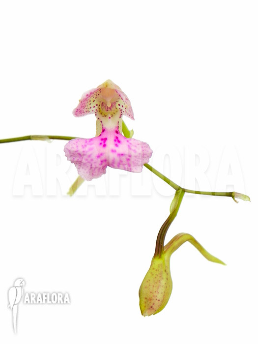 Comparettia macroplectron