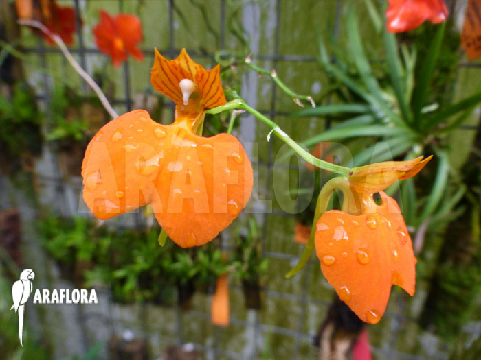 Comparettia speciosa flower