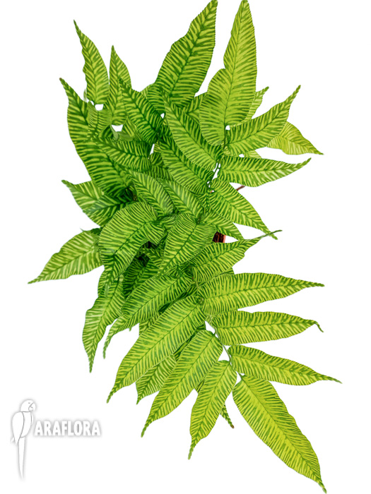 Coniogramme emeiensis